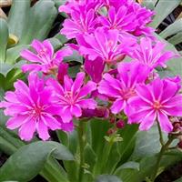 Lewisia Elise Ultra Violet