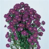Serenade Blue Cut Flower Aster