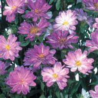 Serenade Blue White Cut Flower Aster