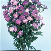Serenade Blue White Cut Flower Aster