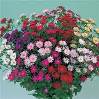 Serenade Mix Cut Flower Aster
