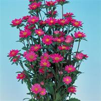 Serenade Rose Cut Flower Aster