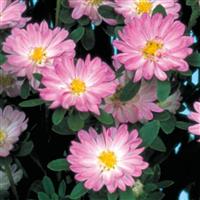 Serenade Rose White Cut Flower Aster