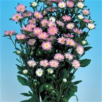 Serenade Rose White Cut Flower Aster