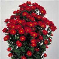 Serenade Scarlet Cut Flower Aster