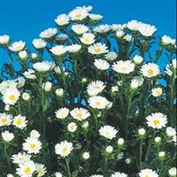 Serenade White Cut Flower Aster