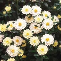 Serenade Yellow Cut Flower Aster