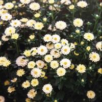 Serenade Yellow Cut Flower Aster