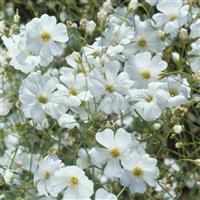 Covent White Gypsophila