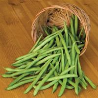 Blue Lake Pole Bean