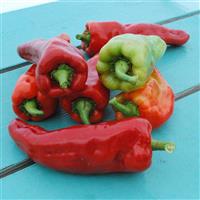 Aconcagua Pepper