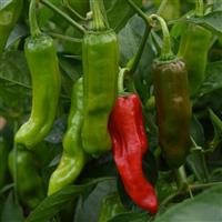 Greek Pepperoncini Pepper
