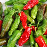 Greek Pepperoncini Pepper