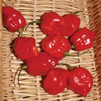 Habanero Red Pepper