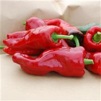 Melrose Pepper