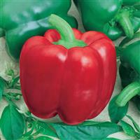 Yolo Wonder Pepper