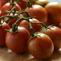 Bumble Bee Pink Tomato
