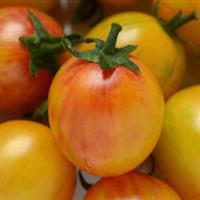 Bumble Bee Sunrise Tomato