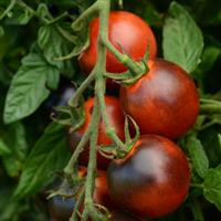 Indigo™ OP Cherry Drops Tomato