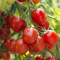 Fantastico Tomato