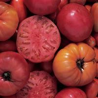 Mortgage Lifter Tomato