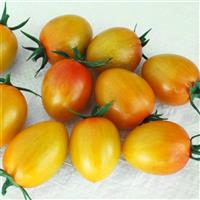 Sunset Torch Tomato