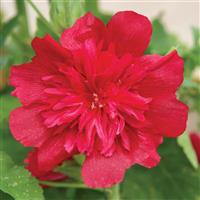 Spring Celebrities Carmine Rose Alcea