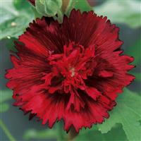 Spring Celebrities Crimson Alcea