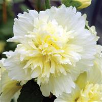 Spring Celebrities Lemon Alcea