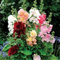 Spring Celebrities Mix Alcea