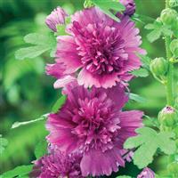 Spring Celebrities Purple Alcea