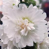 Spring Celebrities White Alcea