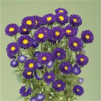 Fujimi Purple Cut Flower Aster