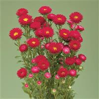 Fujimi Scarlet Cut Flower Aster