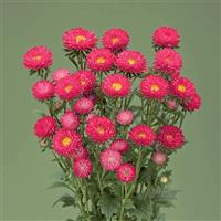Fujimi Coral Rose Cut Flower Aster