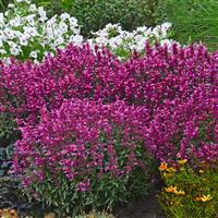Agastache rupestris Rosie Posie