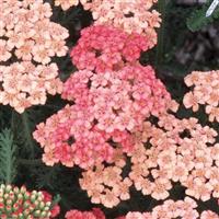 Achillea millefolium Tutti Frutti Apricot Delight