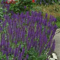 Salvia nemorosa May Night