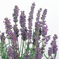 Lavandula Hidcote Blue ApeX