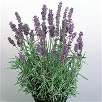 Lavandula Hidcote Blue ApeX