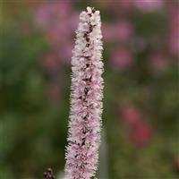 Cimicifuga ramosa Pink Spike