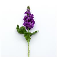 Tosca Blue Sea Matthiola