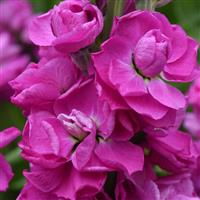 Tosca Rose Matthiola