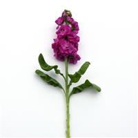Tosca Rose Matthiola