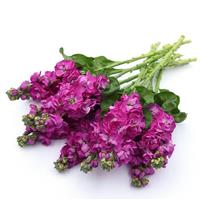 Tosca Rose Matthiola