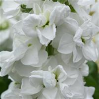 Tosca White Matthiola
