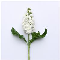 Tosca White Matthiola