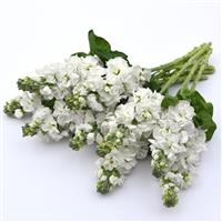 Tosca White Matthiola