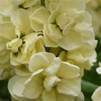 Tosca Yellow Matthiola
