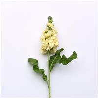Tosca Yellow Matthiola